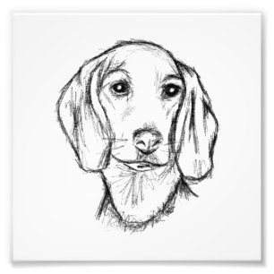 dachshund hand drawn sketch black white puppy dog  photo print