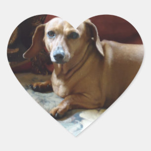 Dachshund Heart Sticker