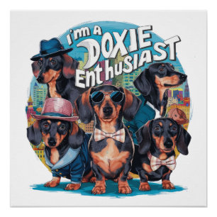 Dachshund I'm A Doxie Enthusiast Poster