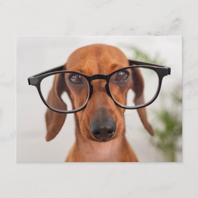 Dachshund In Eyeglasses Postcard (Front)