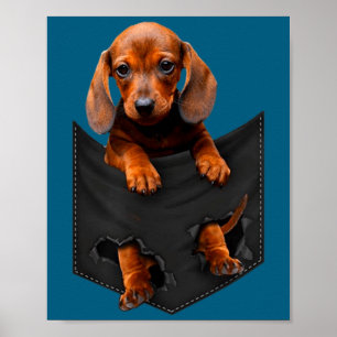 Dachshund In My Cket  Poster