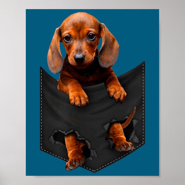 Dachshund In My Cket  Poster (Front)