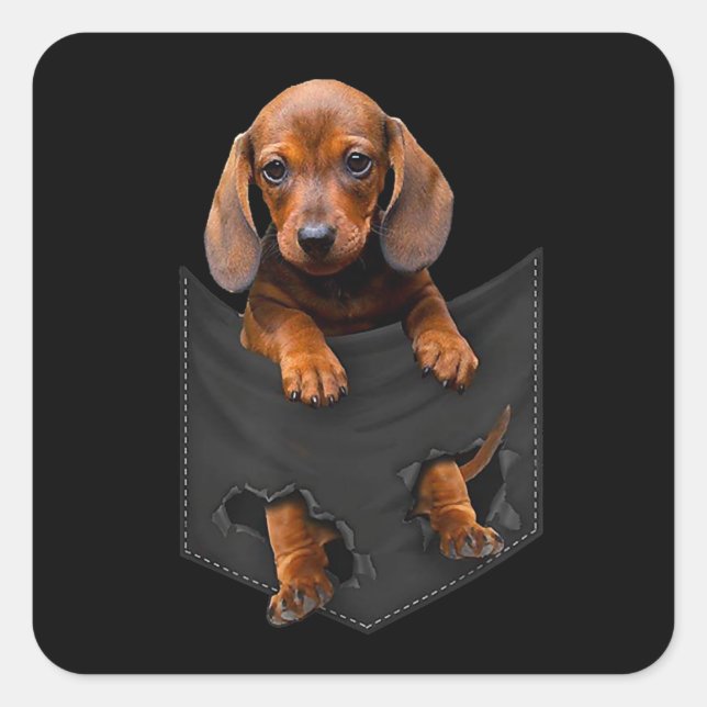 Dachshund In My Pocket Dachshund Weiner Dog Gift Square Sticker (Front)