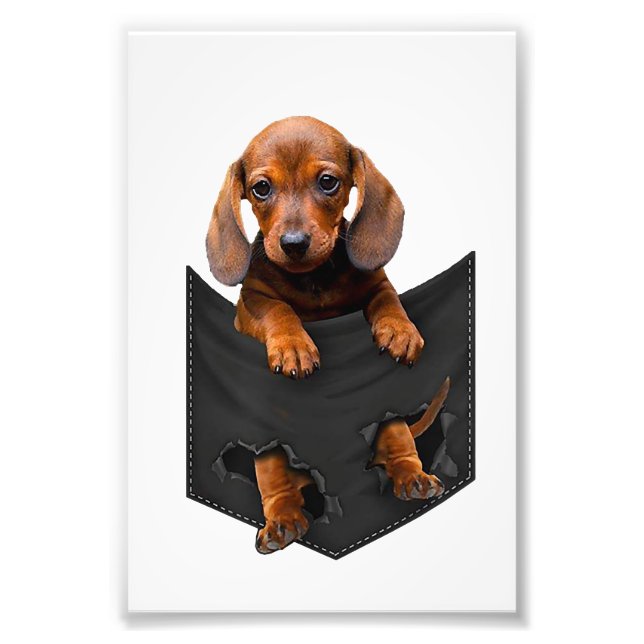 Dachshund In My Pocket Weiner Dog Photo Print (Front)