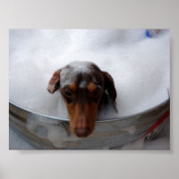 Dachshund in Tub