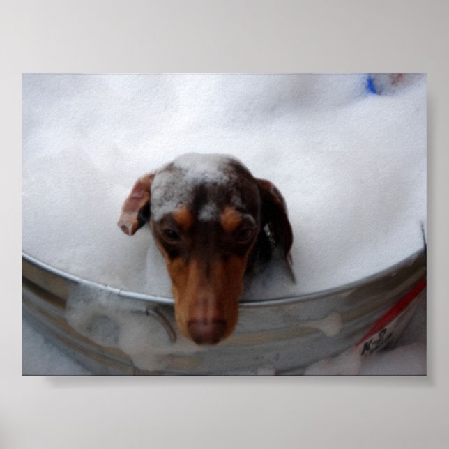 Dachshund in Tub Poster (Front)