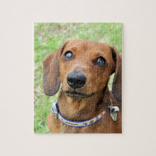 Dachshund Jigsaw Puzzle