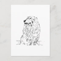 Dachshund – Long Haired Sausage Dog