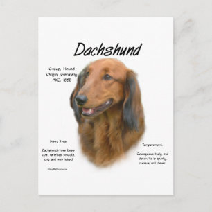 Dachshund (longhair) History Design Postcard