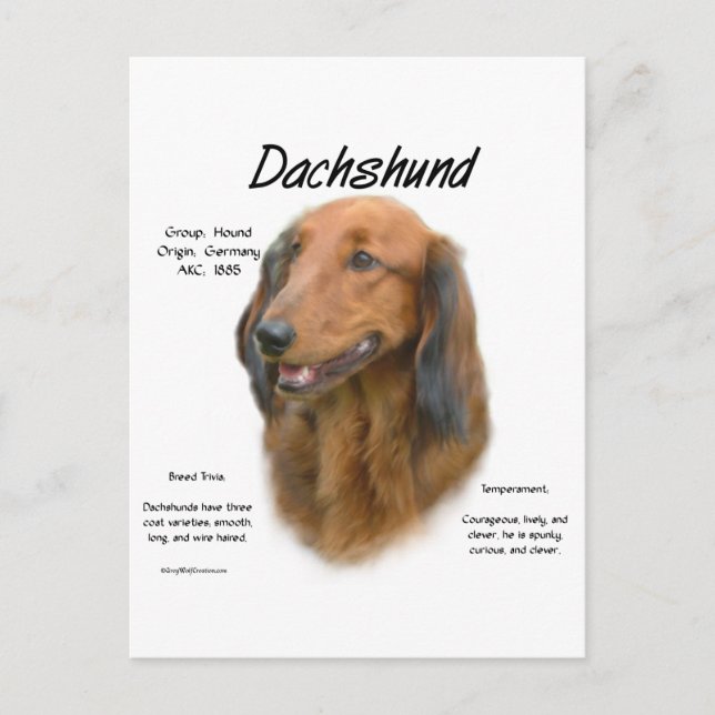 Dachshund (longhair) History Design Postcard (Front)