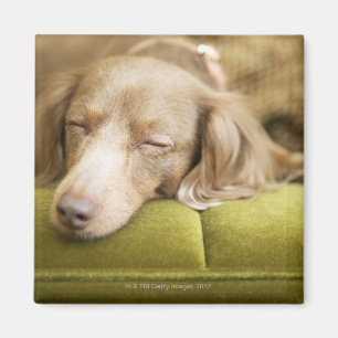 Dachshund Magnet