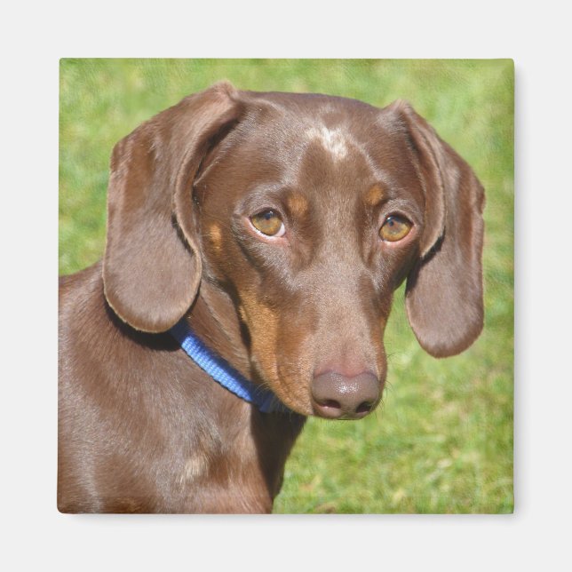 Dachshund Magnet (Front)