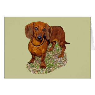 Dachshund Miniature Gift