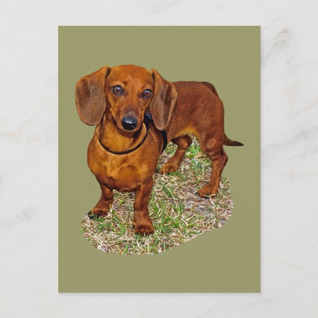 Dachshund Miniature Gift Postcard (Front)