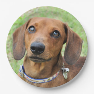 Dachshund Paper Plate