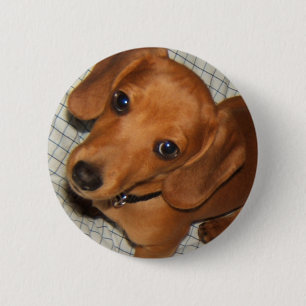 Dachshund Pet Puppy Eyes 6 Cm Round Badge