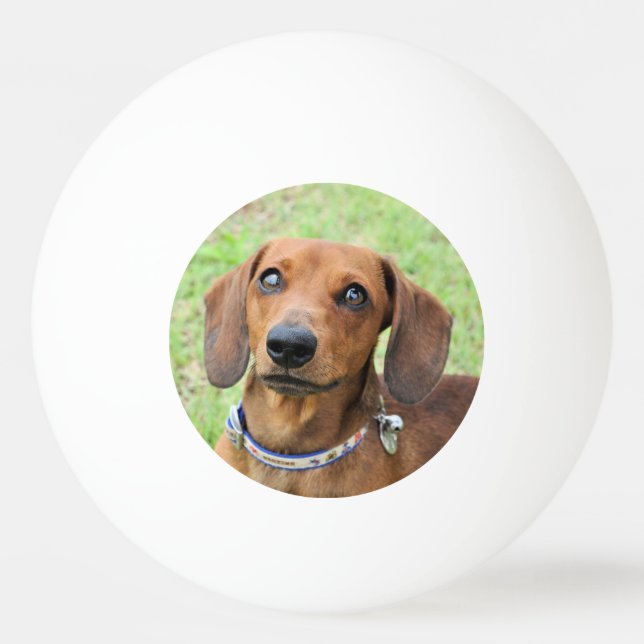 Dachshund Ping Pong Ball (Front)