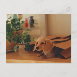 Dachshund Postcard