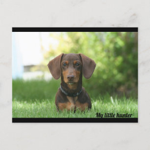 Dachshund Postcard