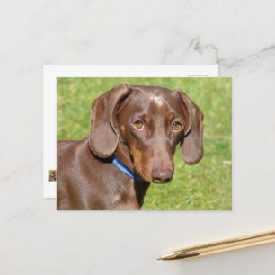 Dachshund Postcard
