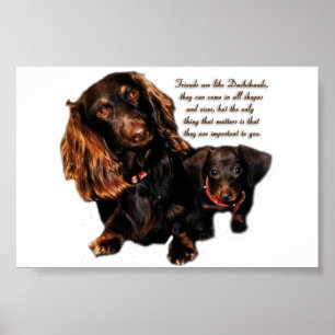 Dachshund Poster