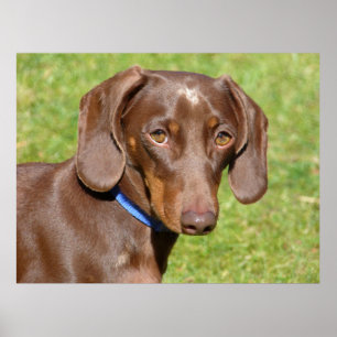 Dachshund  poster