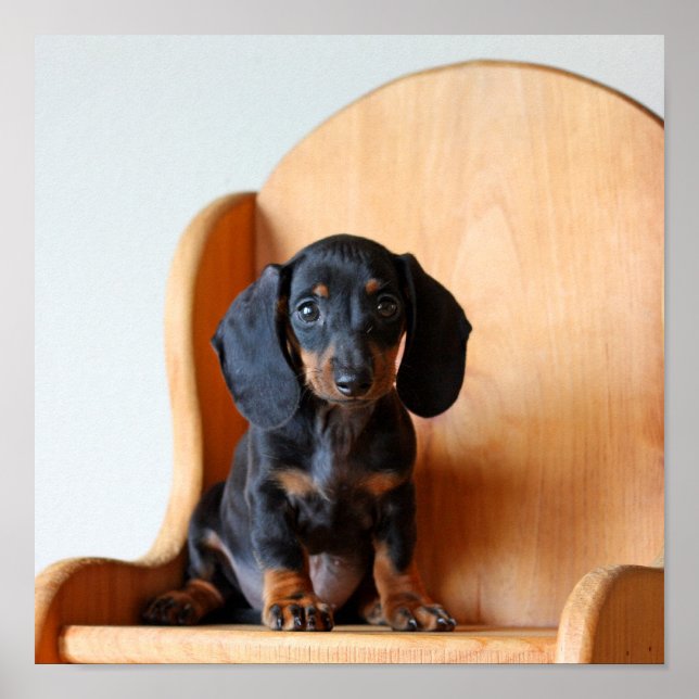 Dachshund pup poster (Front)