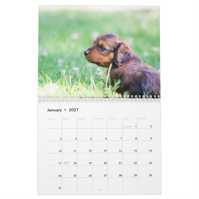 Dachshund Puppies 2013 Calendar (Jan 2027)