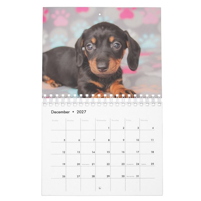 Dachshund Puppies Calendar (Dec 2027)