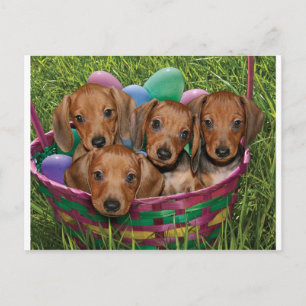 Dachshund Puppies Postcard
