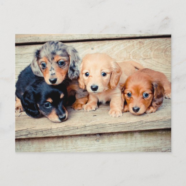 Dachshund Puppies Postcard (Front)