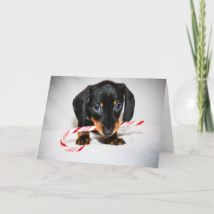 Dachshund puppy Christmas card