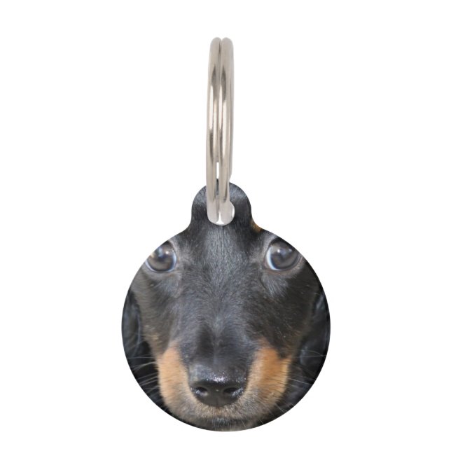 Dachshund Puppy Dog Pet Tag (Front)