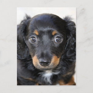 Dachshund puppy look forward to mum love postcard