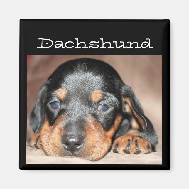 Dachshund Puppy Magnet (Front)