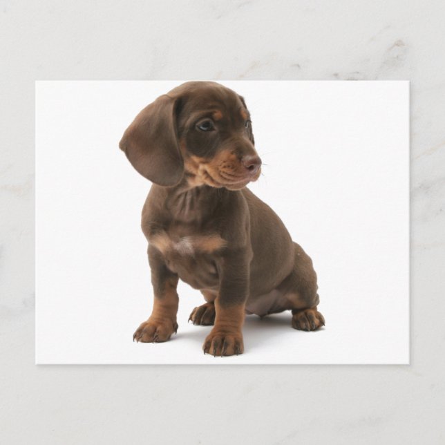 Dachshund Puppy Postcard (Front)