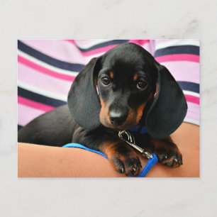 Dachshund Puppy Postcard