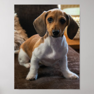 Dachshund puppy poster
