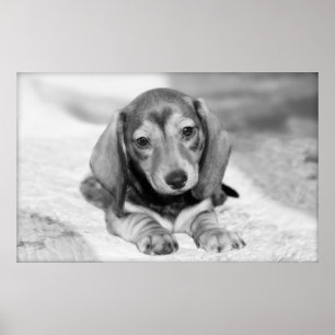Dachshund Puppy Poster