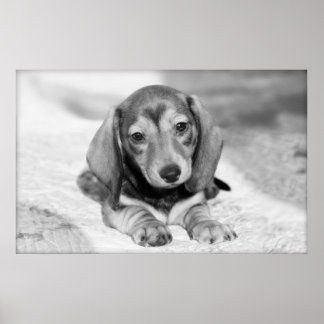 Dachshund Puppy Poster