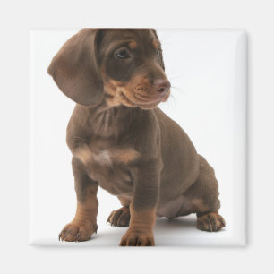 Dachshund Puppy Square Magnet