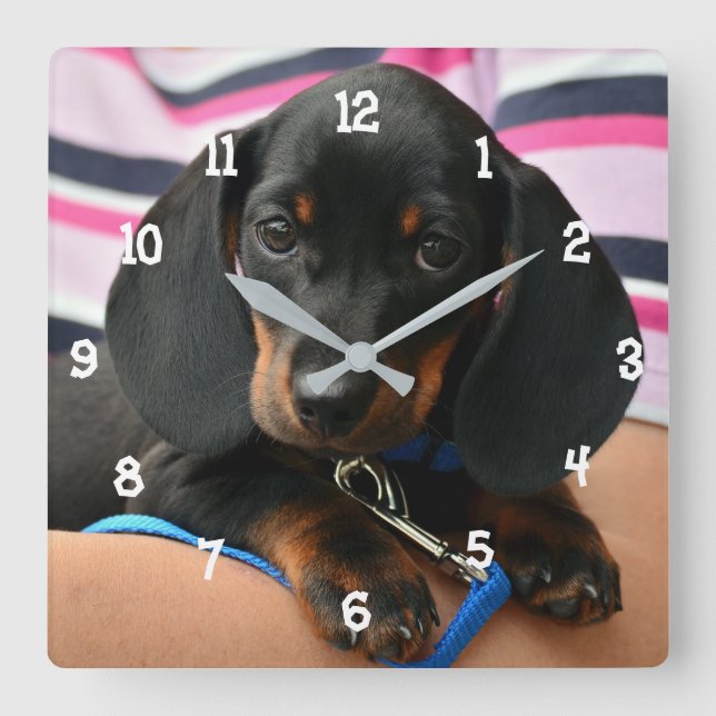 Dachshund Puppy Wall Clock (Front)