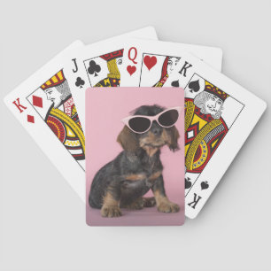 Dachshund Puppy Wearing Sunglasses Playing Cards