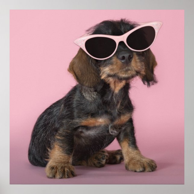 Dachshund Puppy Wearing Sunglasses Poster (Front)