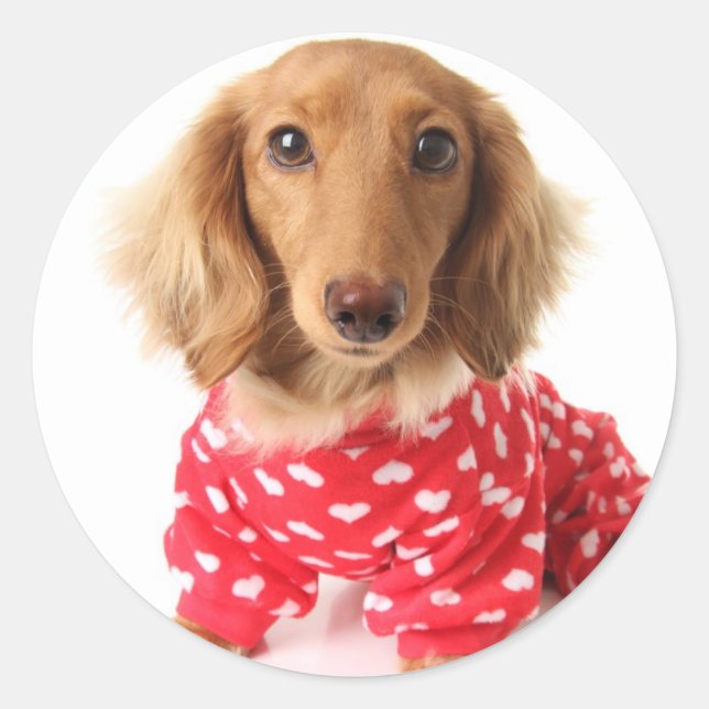 Dachshund Puppy Wearing Valentine's Outfit Classic Round Sticker (Front)
