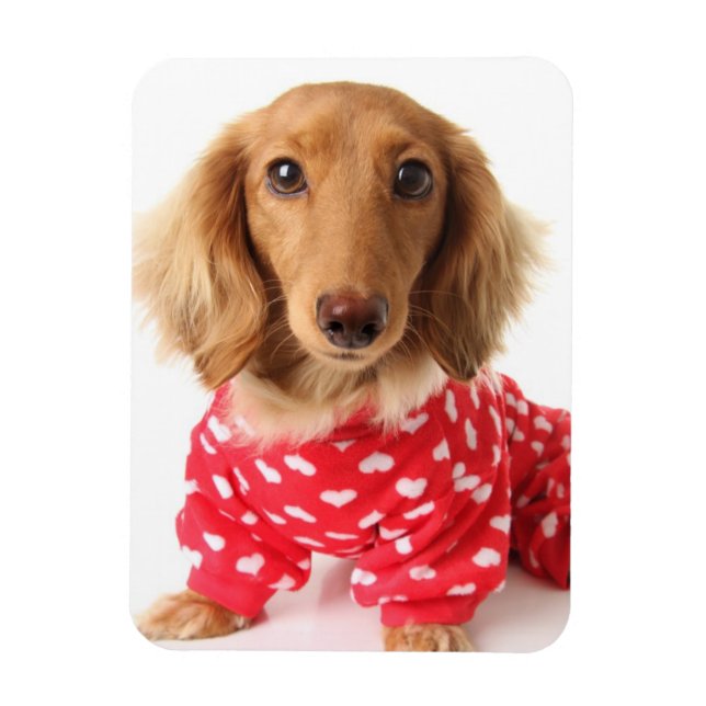 Dachshund Puppy Wearing Valentine's Outfit Magnet (Vertical)