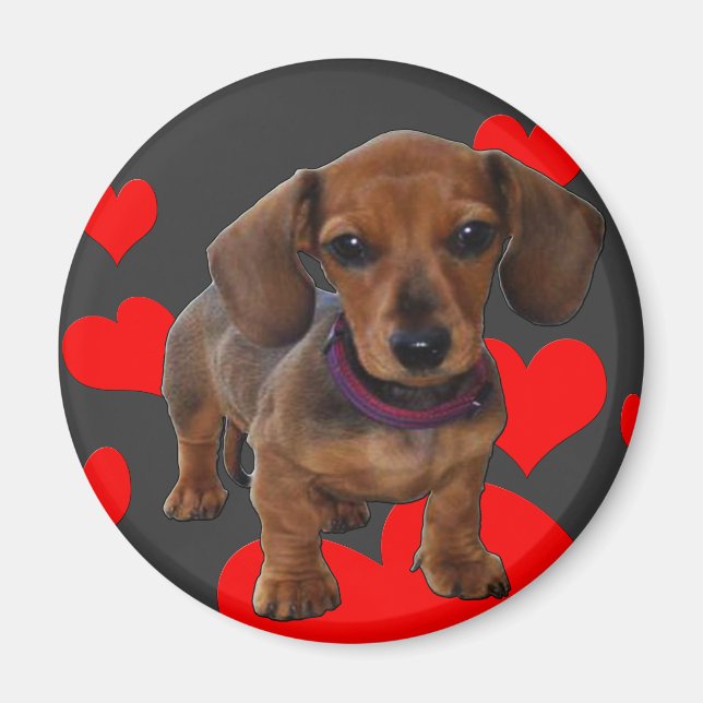 DACHSHUND Puppy with Hearts Magnet (Front)