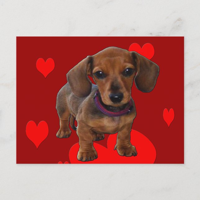 DACHSHUND Puppy with Hearts Postcard (Front)