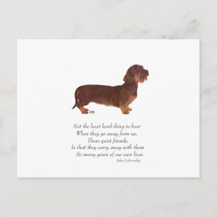 Dachshund Rainbow Bridge Postcard