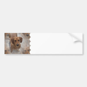 Dachshund Rescue Bumper Stickers